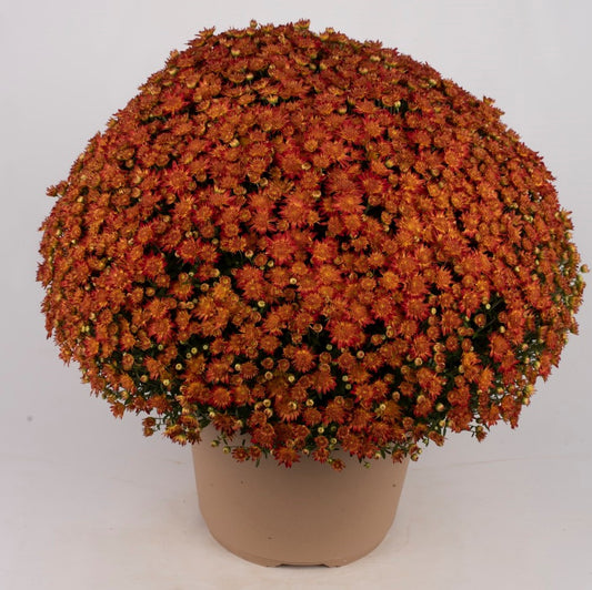 Mum Autumn Sunset Red VL