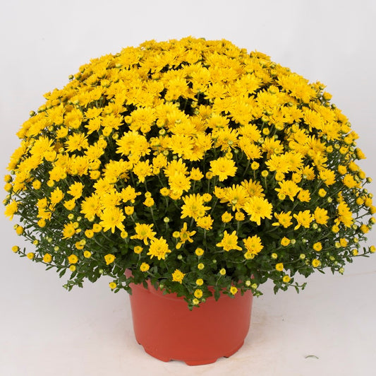 Mum Beverly Gold M