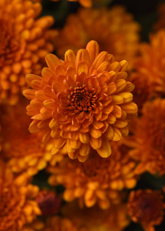 Mum Spicy Pumpkin Orange VL