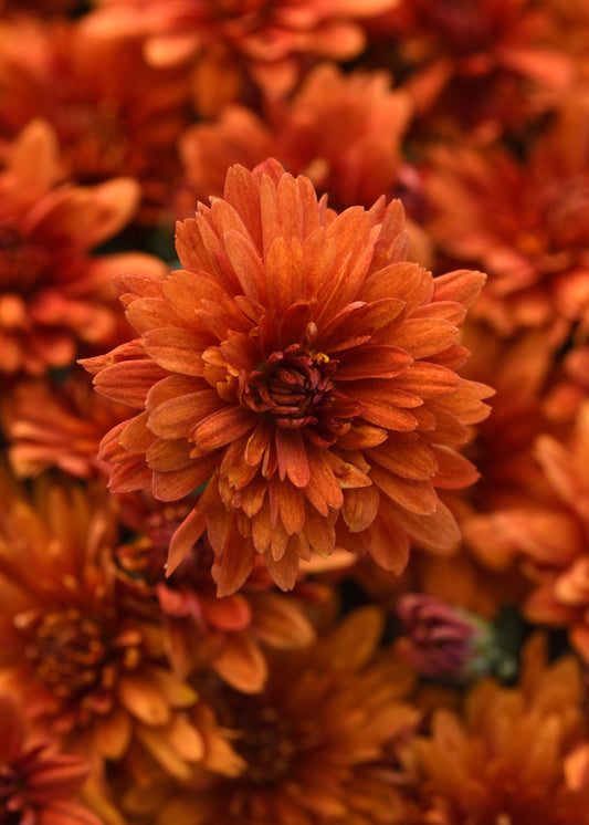 Mum Sweet Potato Pie Bronze M