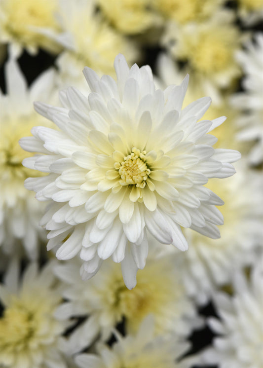 Mum Tribeca White M