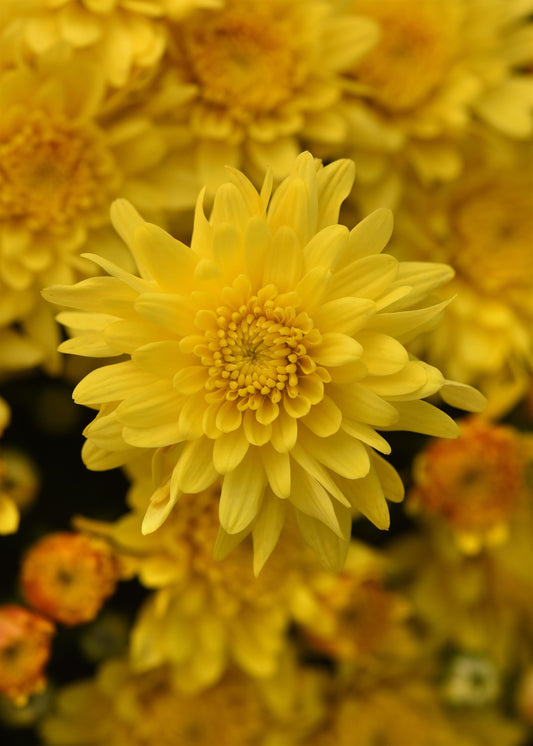 Mum Tribeca Yellow M