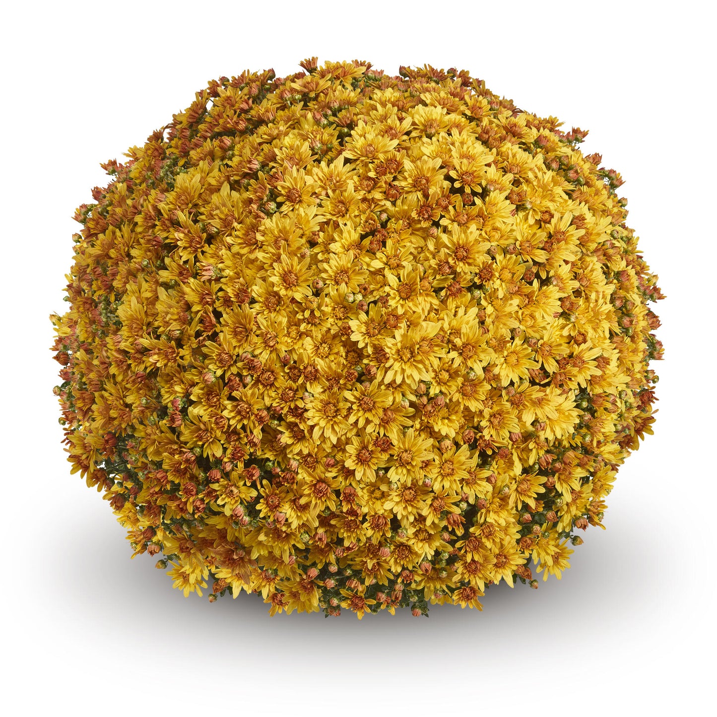 Mum- Magnus Gold Yellow M 3C