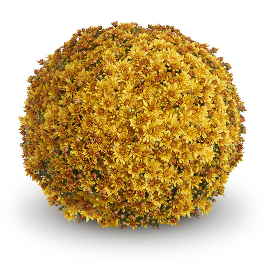 Mum- Magnus Gold Yellow M 3C