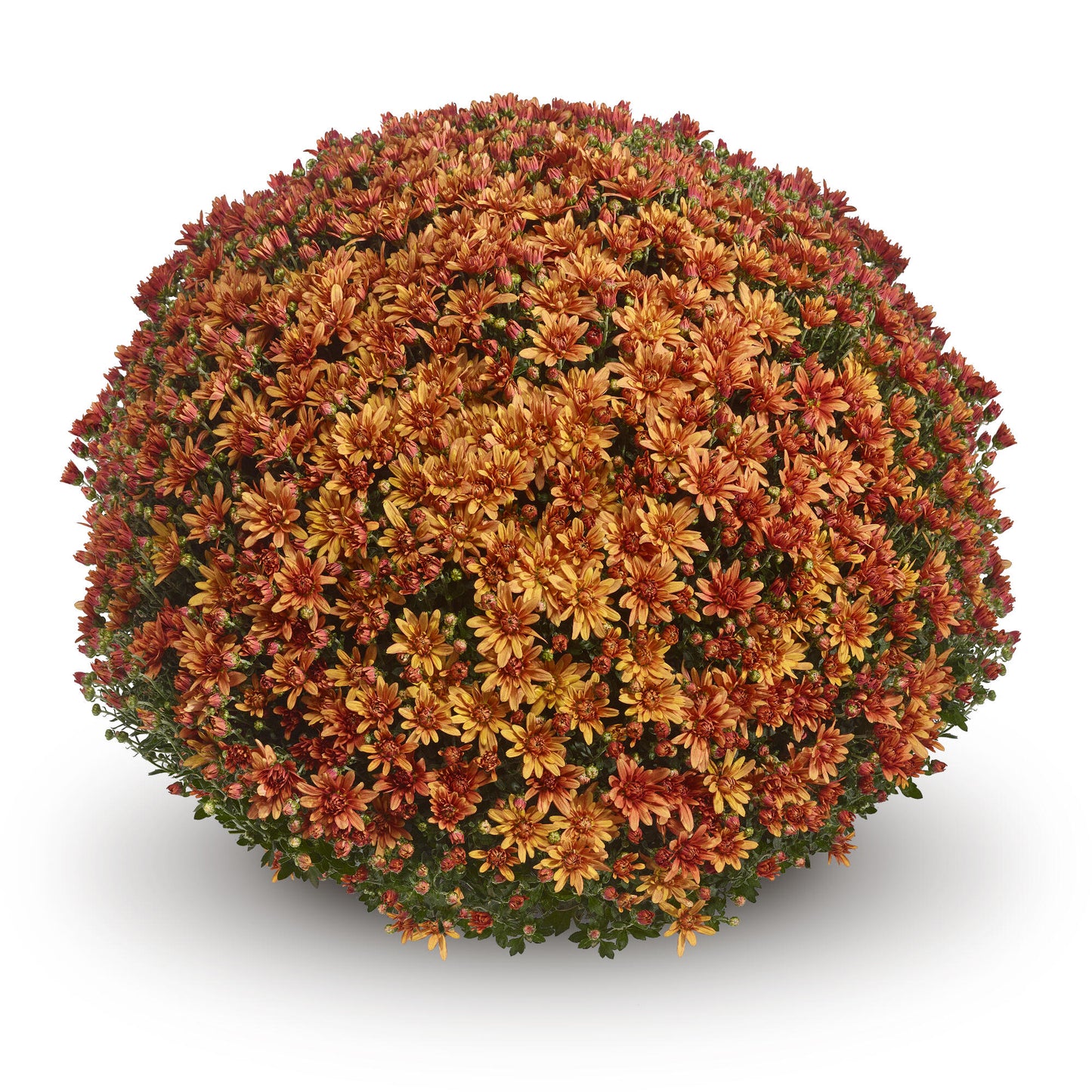 Mum- Magnus Orange M 3C