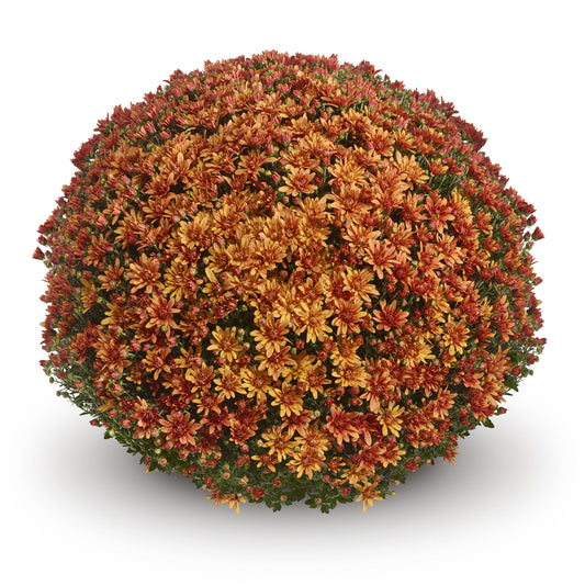 Mum- Magnus Orange M 3C