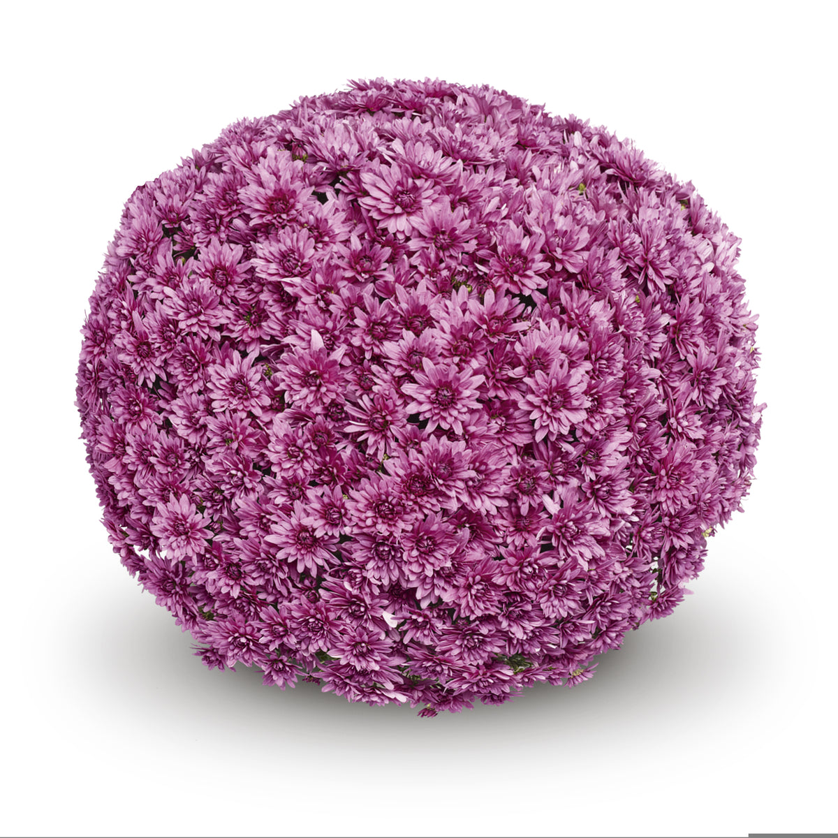 Mum- Magnus Pink M 6"