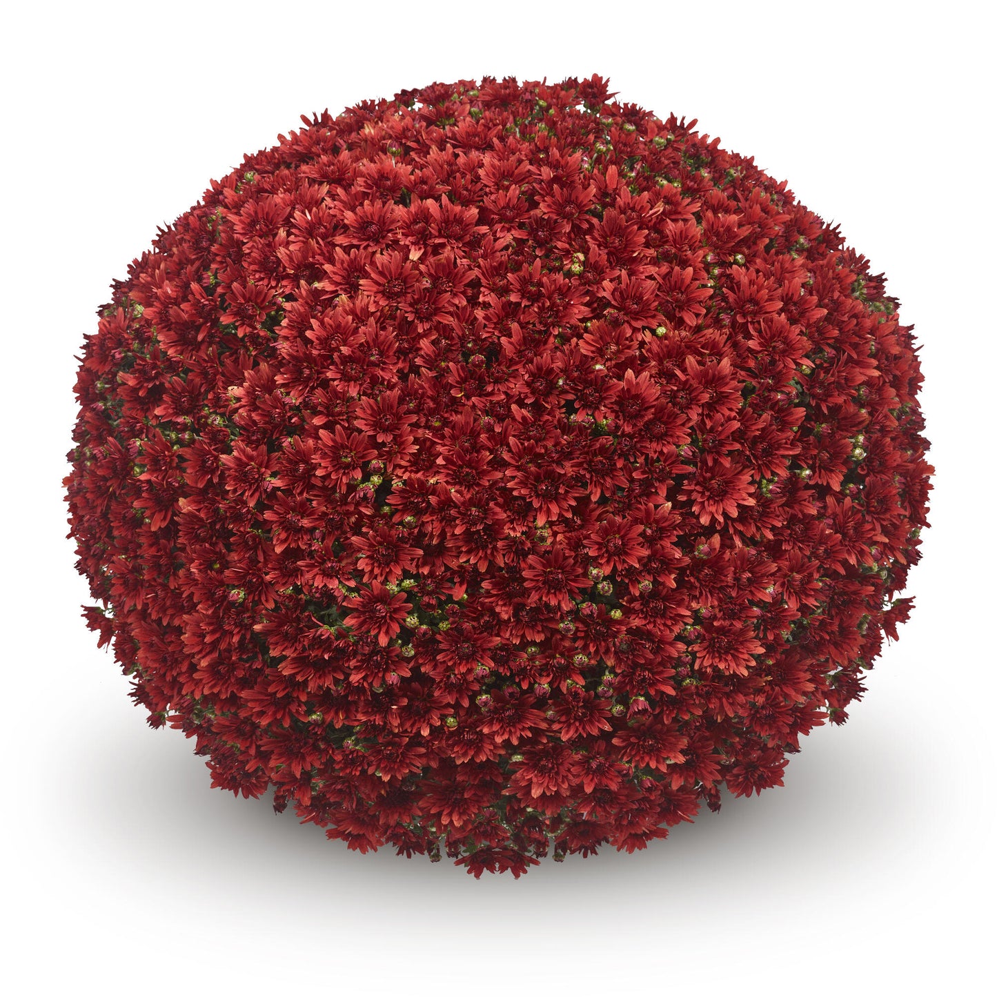Mum- Magnus Red M 3C