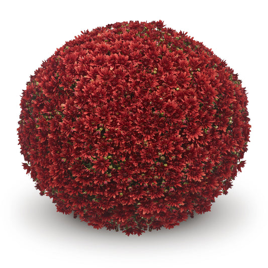 Mum- Magnus Red M 5C