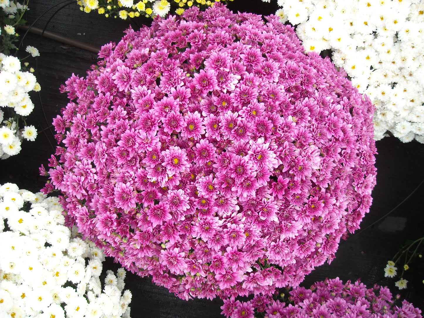 Mum- Magnus Violet Purple M 3C