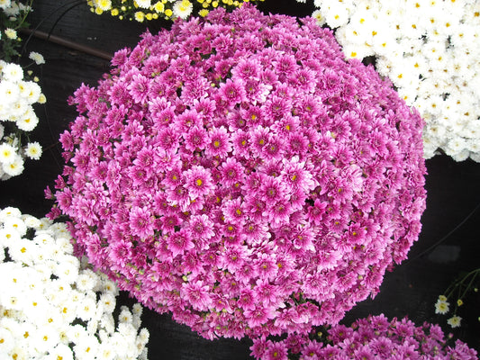 Mum- Magnus Violet Purple M 3C