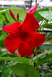 Mandevilla-Giant Red Trellis 6"