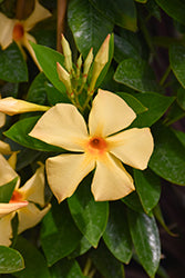 Mandevilla-Sunbeam 10"HB
