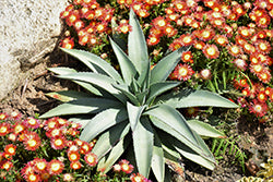 Mangave-Frosted Elegance 1C