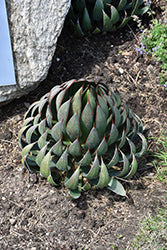 Mangave-Praying Hands 1C