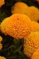 Marigold-Hybrid Taishan Orange 6 Pack