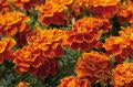 Marigold-Safari Scarlet 6 Pack