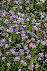 Mazus-Reptans 3.5"C