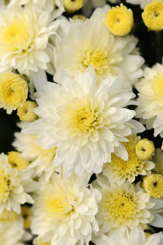 Mum Butter n Cream White L