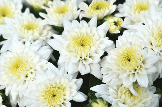 Mum Celestial White M