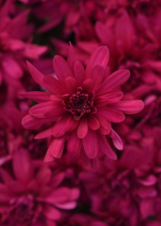 Mum Grapeberry Neon Purple VL