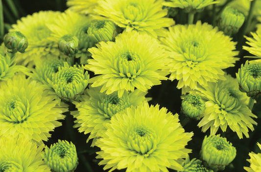 Mum Key Lime Green L