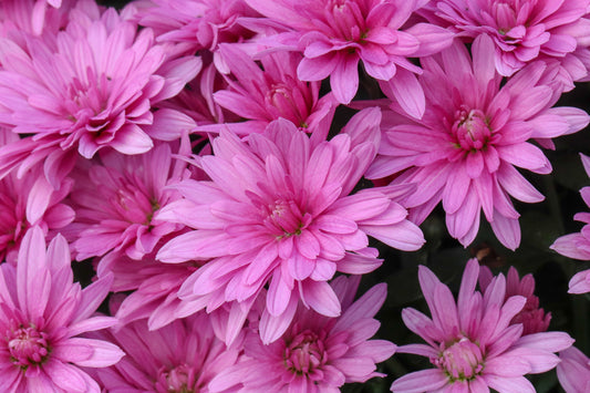 Mum Misty Lilac Pink M