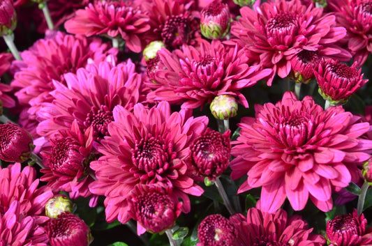 Mum Plumberry Purple L