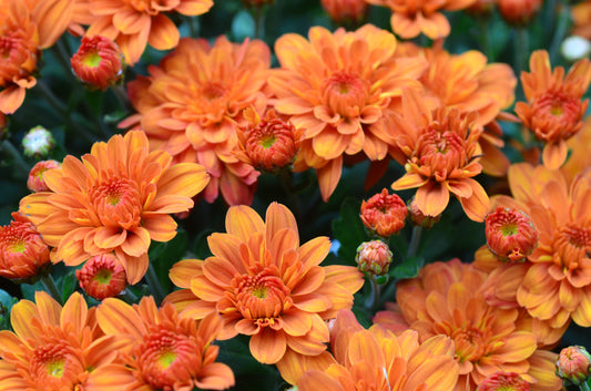 Mum Pumpkin Pie Orange L