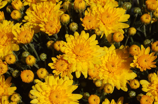 Mum Sundance Yellow L