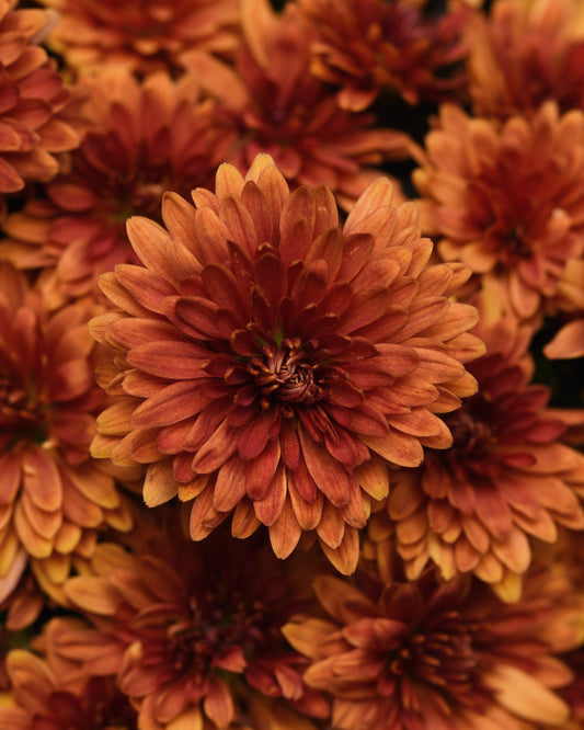 Mum Zuma Orange M