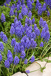 Muscari-Grape Hyacinth 20 Pack