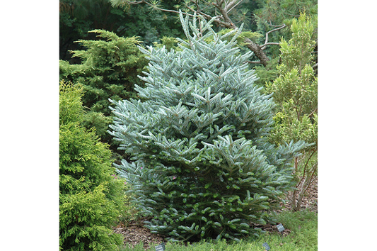 Fir-Horstmann's Silberlocke 30"B