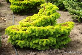 Fir-Golden Spreader 3C