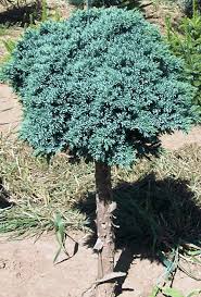 Juniper-Blue Star on Standard 5C