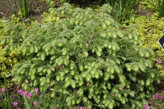Hemlock-Moon Frost 3C