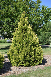 Arborvitae-Yellow Ribbon 6C