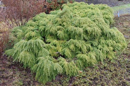Hemlock-Jeddeloh 6C
