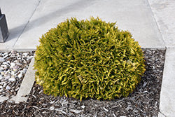 Arborvitae-Anna's Magic Ball 2C
