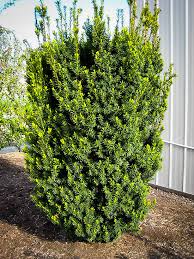 Yew-Hicksii 5C