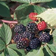Blackberry-Darrow 1C