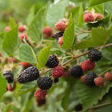 Blackberry-Triple Crown 1C