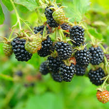 Blackberry-Black Satin 1C