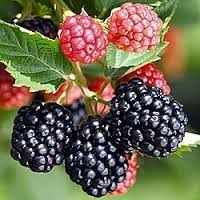 Blackberry-Ouachita 2C – Country Arbors Nursery