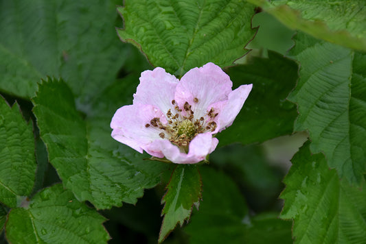 Blackberry-Arapaho 1C