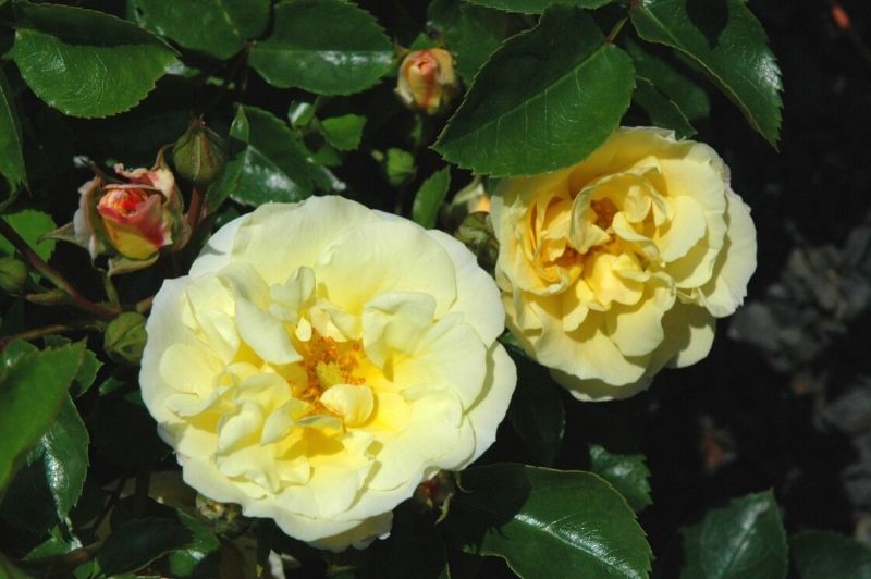 Rose-Popcorn Drift® 3C