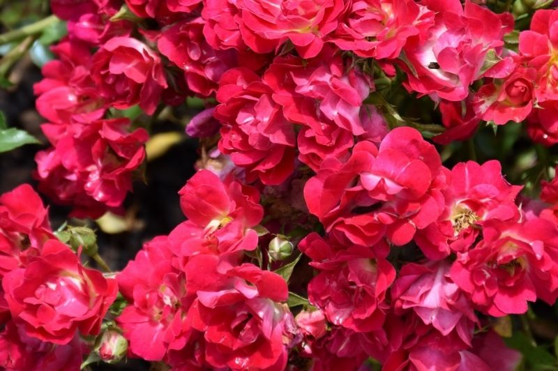 Rose-Red Drift® 2C