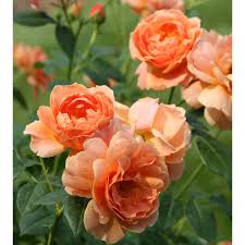 Rose-At Last® 2C