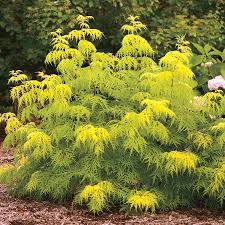 Elderberry-Lemony Lace® 3C