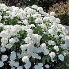 Hydrangea-Annabelle 3C